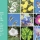 Un manual botánico que recoge 293 plantas de la Vega Baja del Segura
